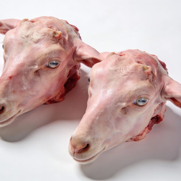 Little Heads
